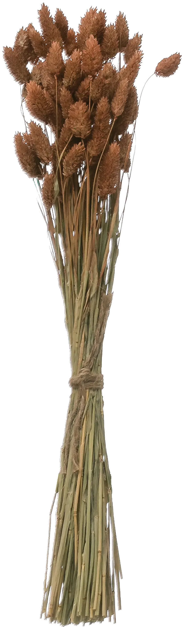 DF2591/CANARYGRASS Dried Natural Canary Grass Bunch for Arrangement-1