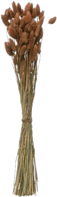 DF2591/CANARYGRASS Dried Natural Canary Grass Bunch for Arrangement