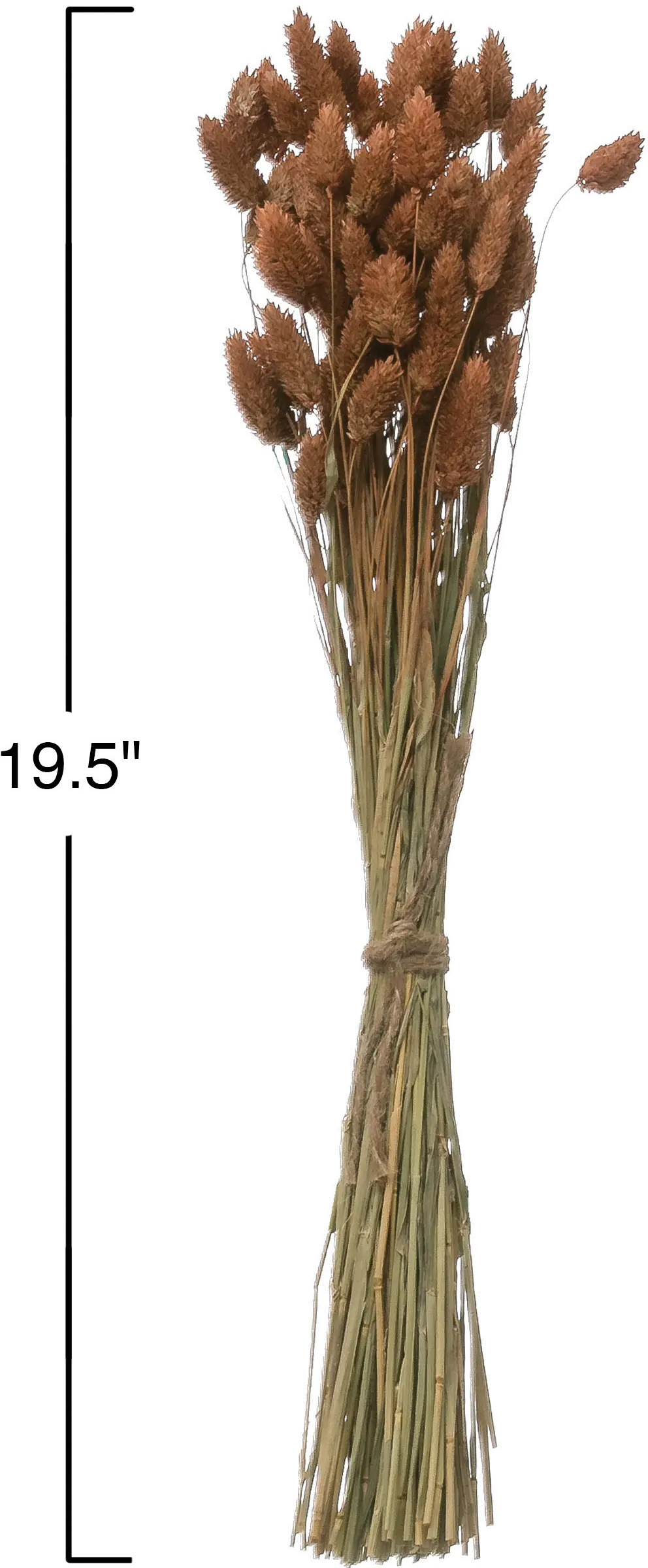 DF2591/CANARYGRASS Dried Natural Canary Grass Bunch for Arrangement-2