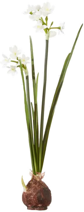 18  Paperwhite Faux Bulb Arrangement-1