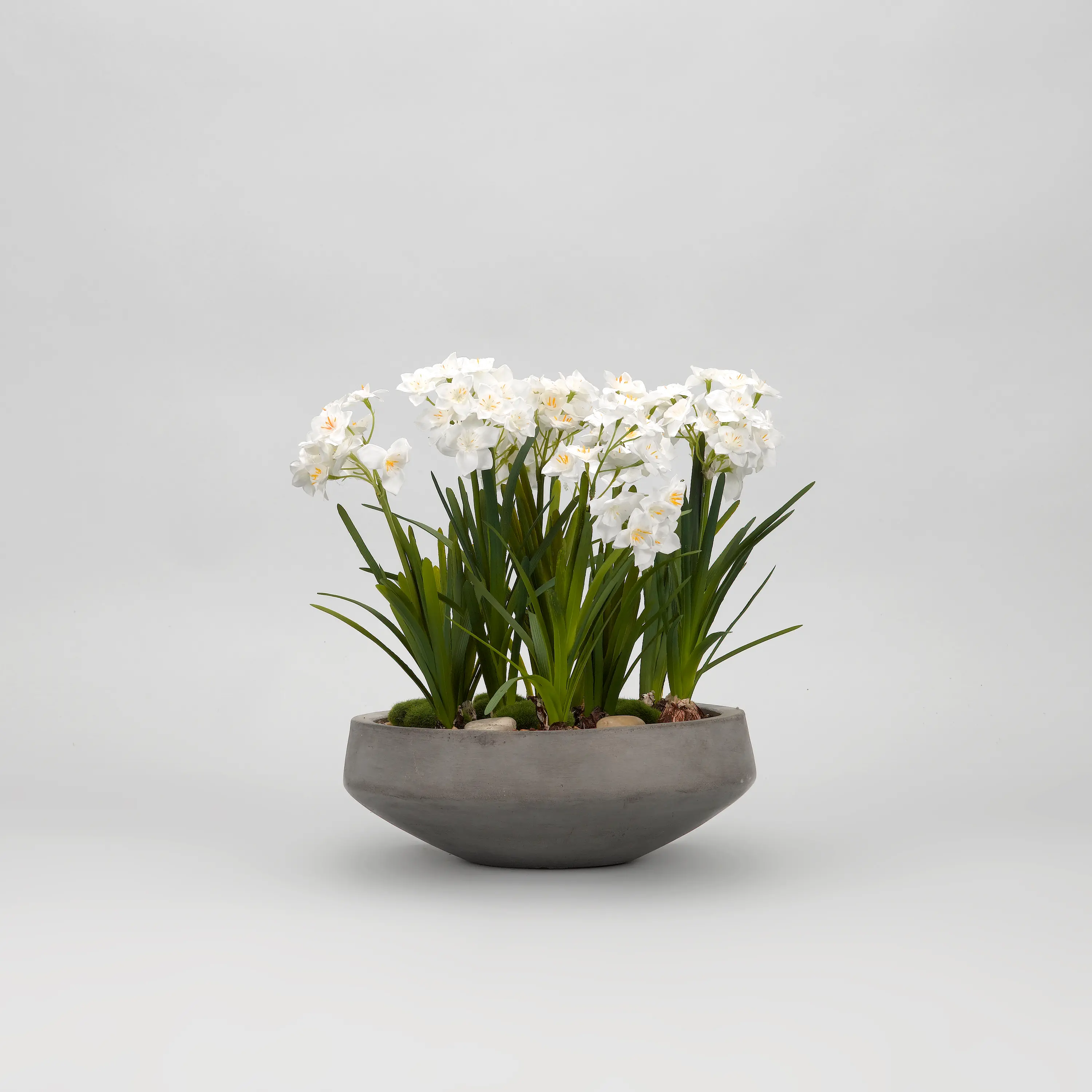 Paperwhite Bulbs Arrangement in Round Concrete Bowl-1