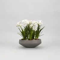 Paperwhite Bulbs Arrangement in Round Concrete Bowl