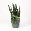 Faux Green Senaveria, Echeveria, and Cedum Arrangement in Gray Container