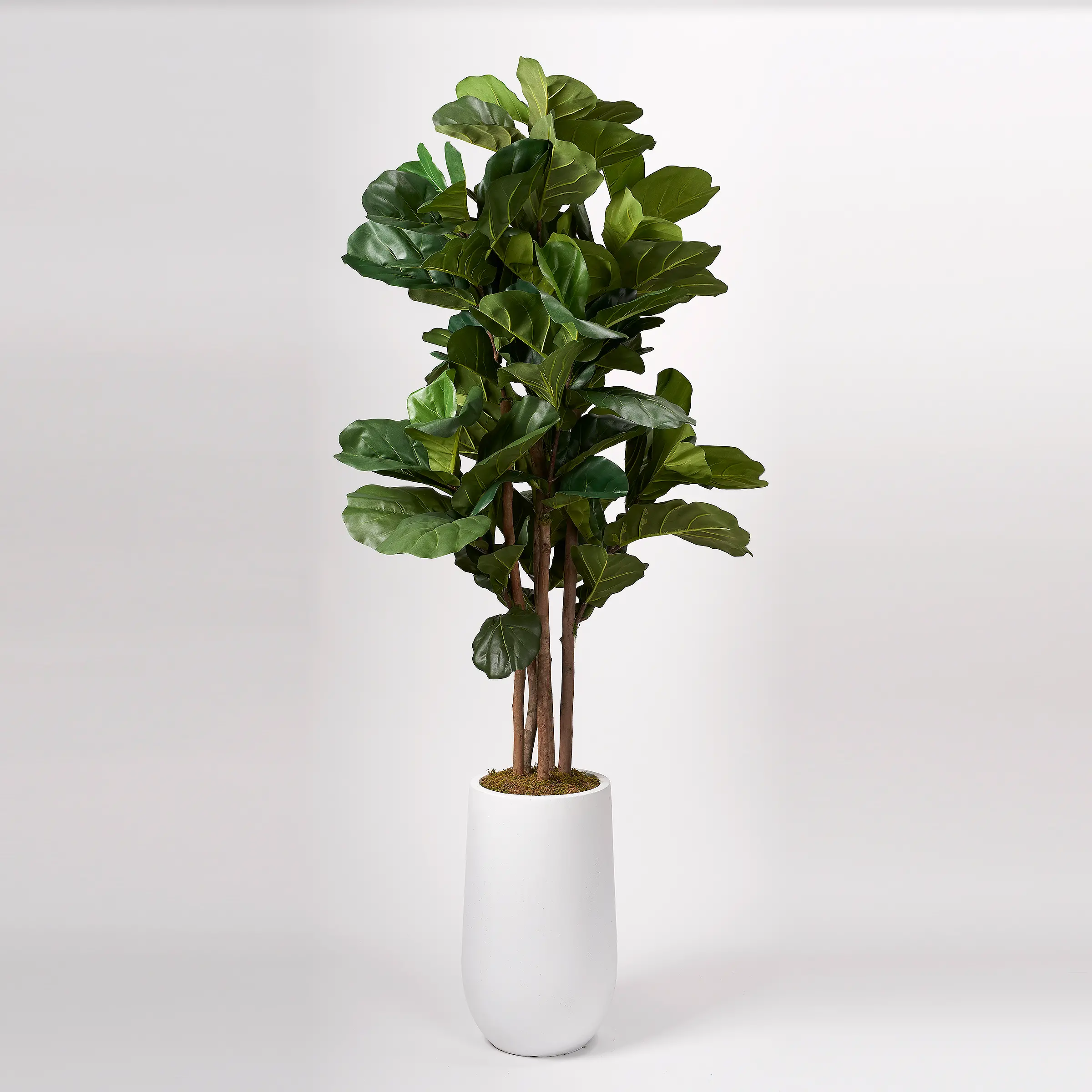 Faux Green Brazilian Fiddle Leaf Fig Tree Arrangement in White Planter-1