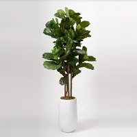 Faux Green Brazilian Fiddle Leaf Fig Tree Arrangement in White Planter