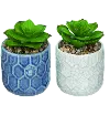 Assorted Faux Succulent Arrangement in Blue or White Ceramic Pot