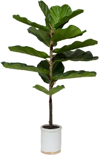 39  Potted Faux Fiddle Leaf Fig Arrangement - Dumpling