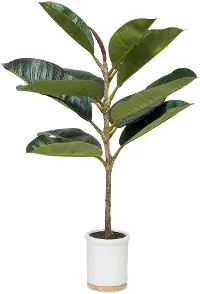 30  Potted Faux Rubber Tree Arrangement