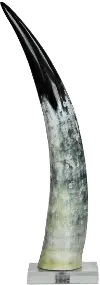 Medium Black and White Cow Horn On a Base