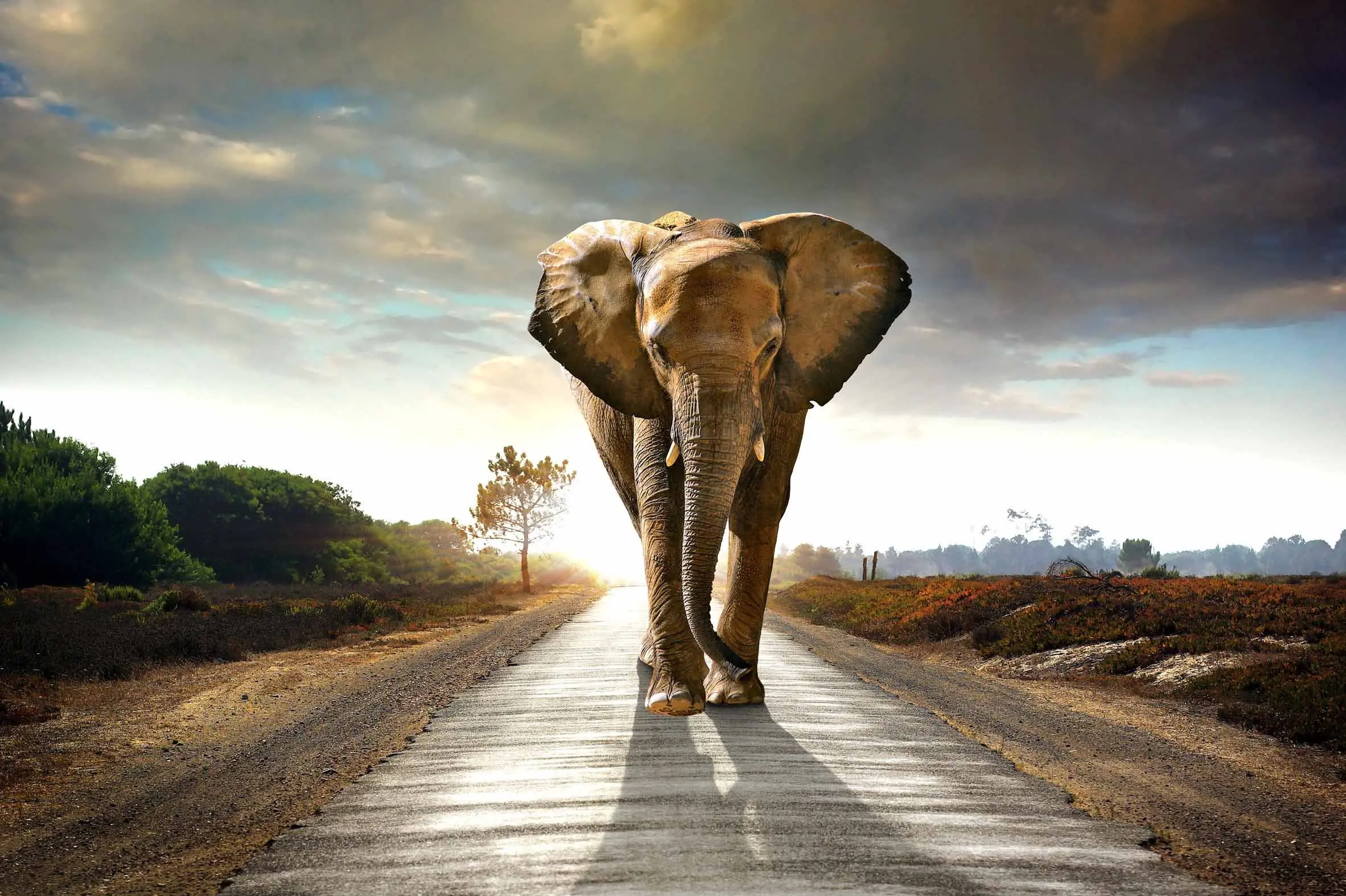 Elephant Walk Tempered Glass and Foil Wall Art-1
