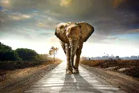 Elephant Walk Tempered Glass and Foil Wall Art
