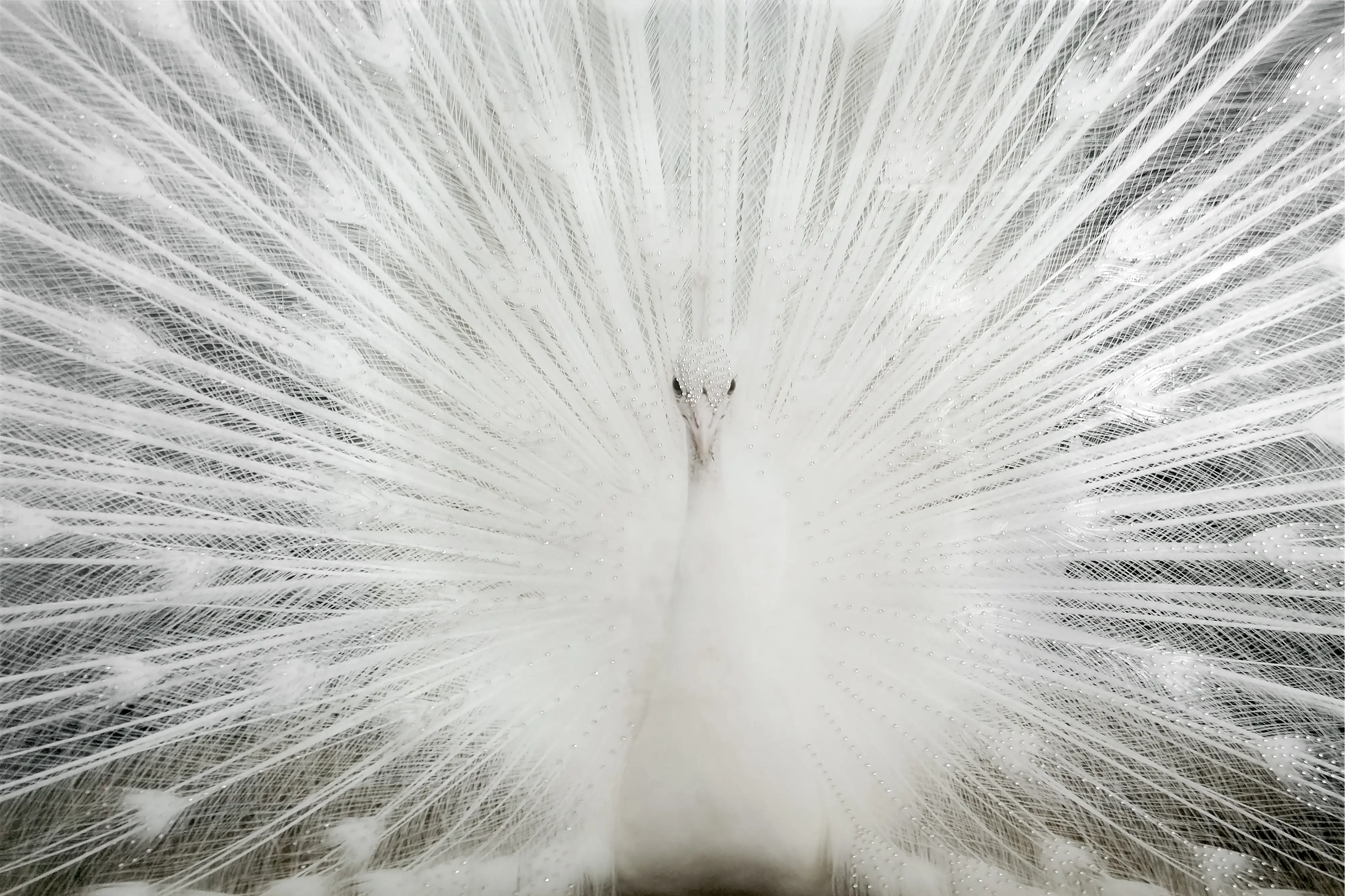 White Peacock With Rhinestones Wall Art-1