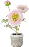 11  Potted Pink Ranunculus