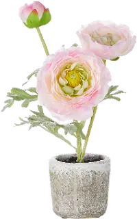 11  Potted Pink Ranunculus
