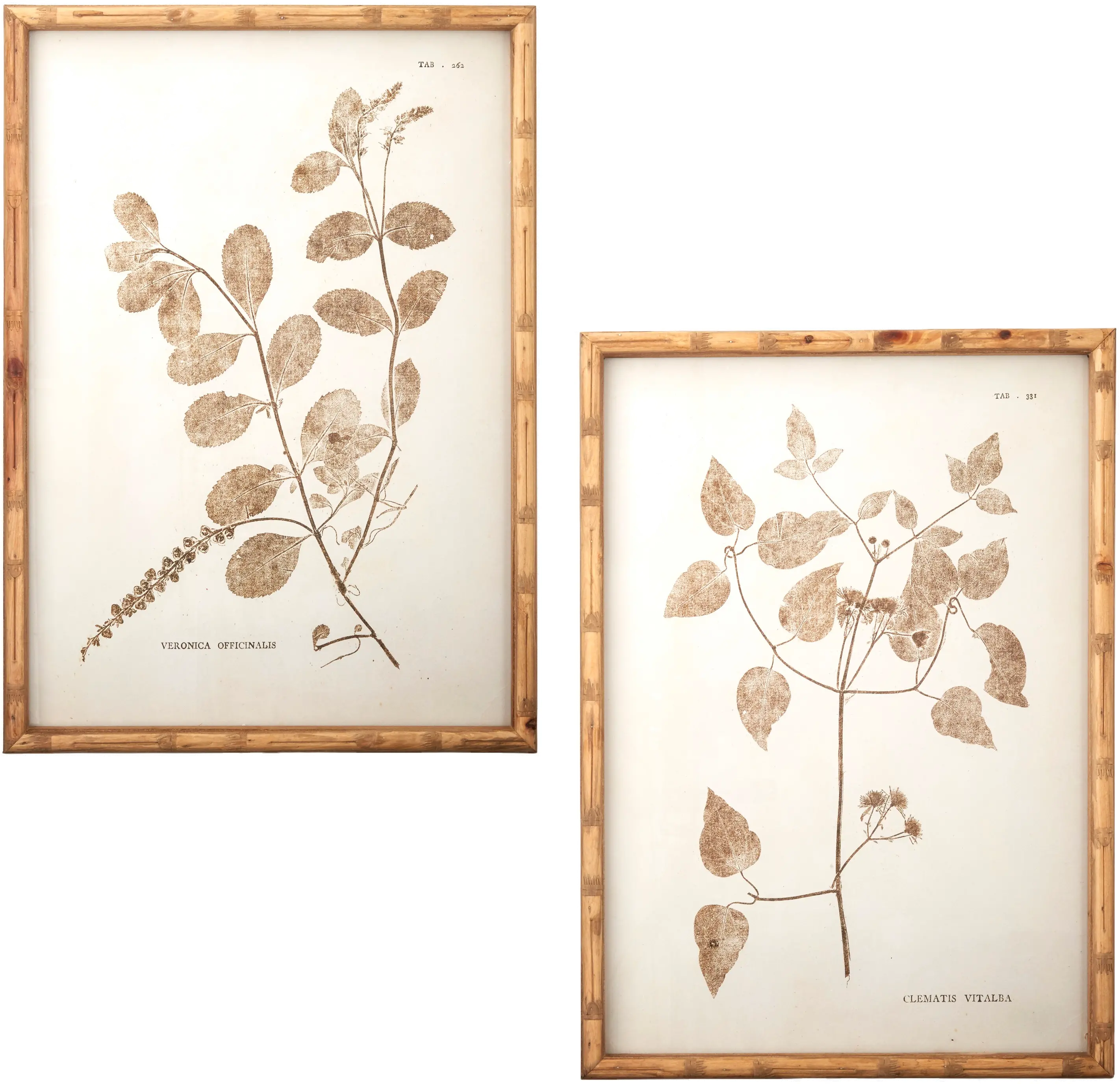 Assorted 24 Inch Botanical Framed Art-1