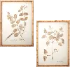 Assorted 24 Inch Botanical Framed Art