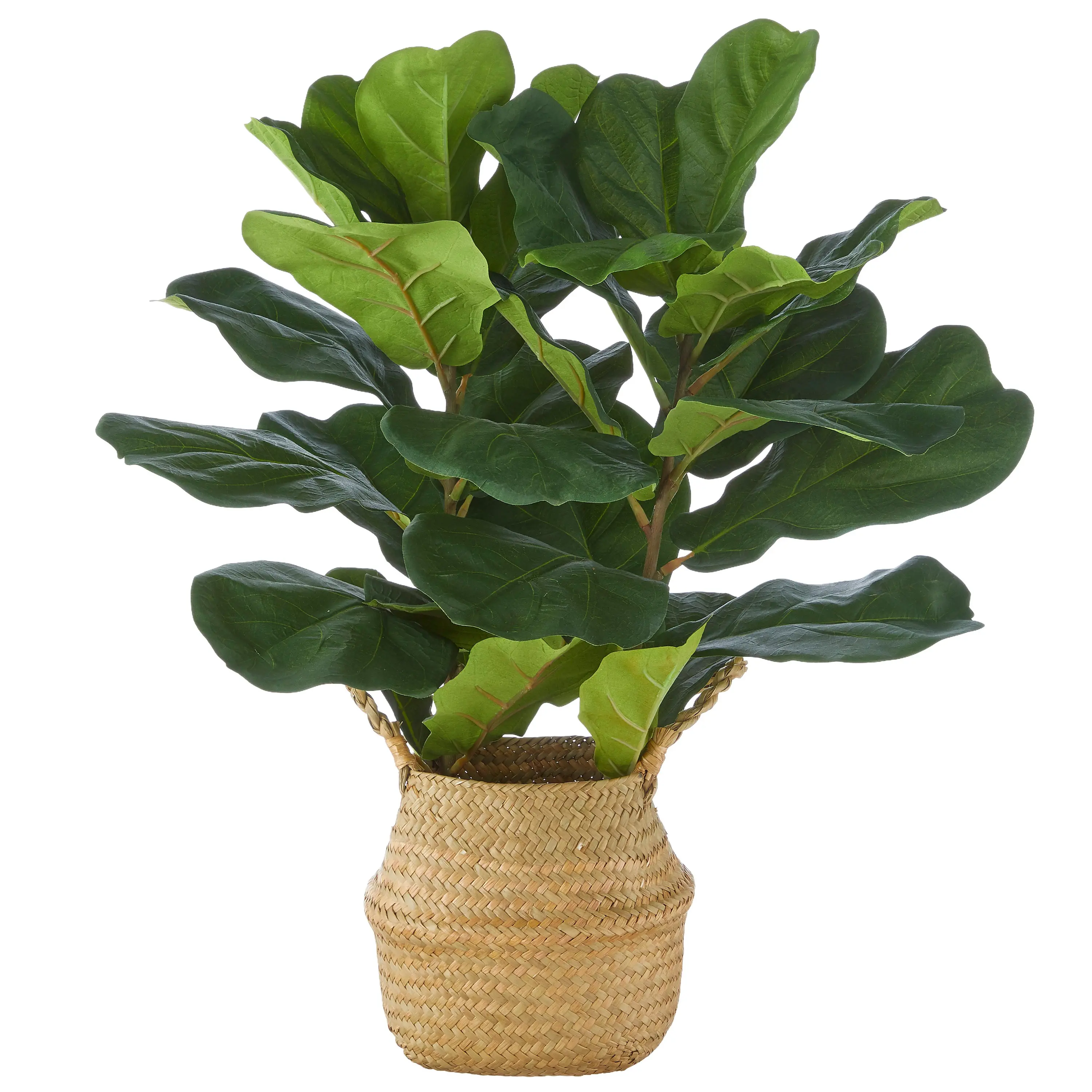 28  Fiddle Leaf Fig Plant Basket-1