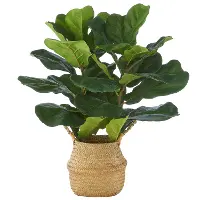 28  Fiddle Leaf Fig Plant Basket