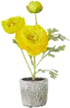 11 Inch Yellow Ranunculus Potted Plant