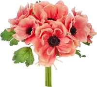 11.5  Coral Anemone Bundle