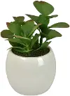 Ceramic White Container with Plant
