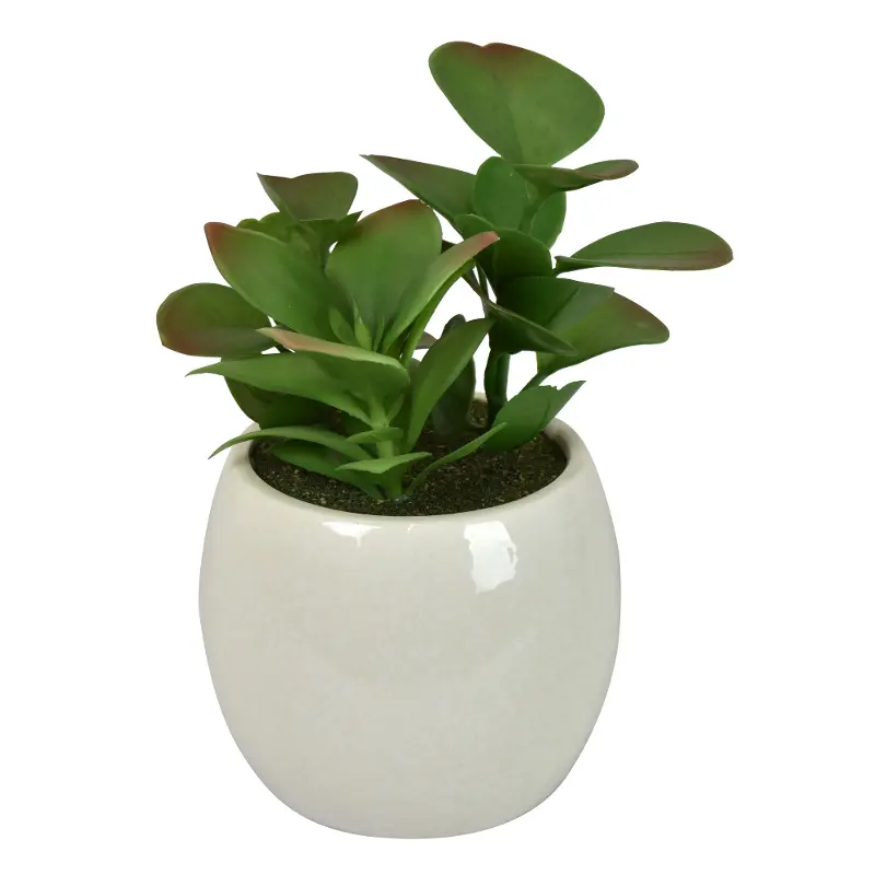 Ceramic White Container with Plant