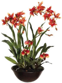 28  Oncidium Dancing Lady's Orchid Flower