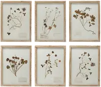DF4178A-A/6-IND/DECO Wood Framed Botanical Assorted Wall Art