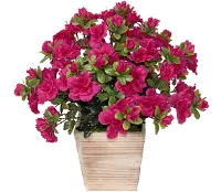 17  Red Azalea Wood Planter