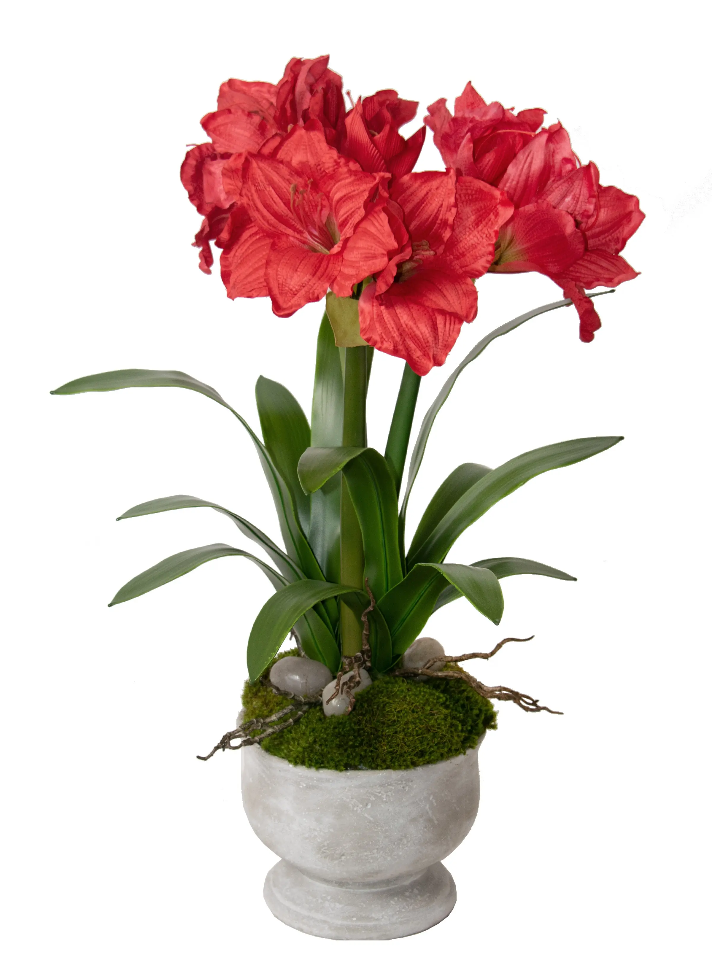 27  Red Amaryllis Stone Pot-1
