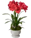 27  Red Amaryllis Stone Pot