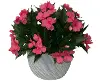 14  Impatiens Gray Pot