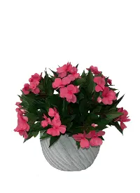 14  Impatiens Gray Pot