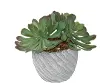 9  Succulent Stone Pot