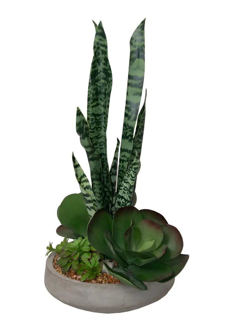 Mother-In-Law Succulent Stone Bowl