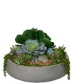 19  Succulent Moos Stone Bowl