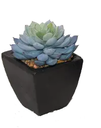 Faux Echeveria Succulent in Stone Pot