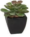 7  Crassulaceae Stone Pot