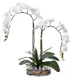 23  White Orchid in a Glass Dish