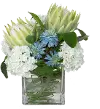 13  Snowball Protea Arrangement in a Square Glass Vase