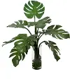 27  Monstera Leaf Glass Vase