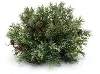 Woodland Pine 7  Half Orb