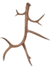 23.5 Inch Natural Wall Antler