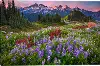 S3O11OSS/LUPIN-WRA Mountain and Wildflowers Canvas Wall Art