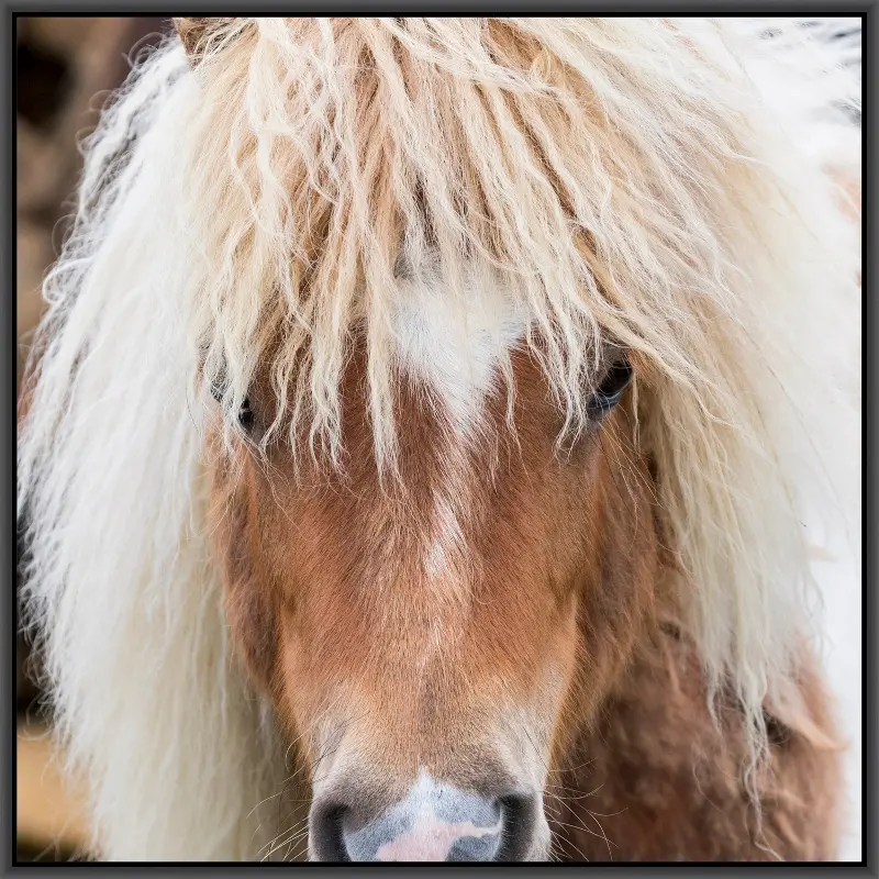 Framed Horse Hair Don't Care Art 3