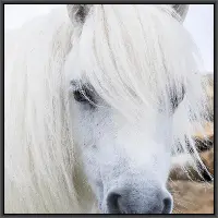 Framed Horse Hair Care Art 4