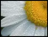 Sky Daisy Framed Art