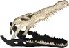 16  Gold and Black Metal Alligator Skull