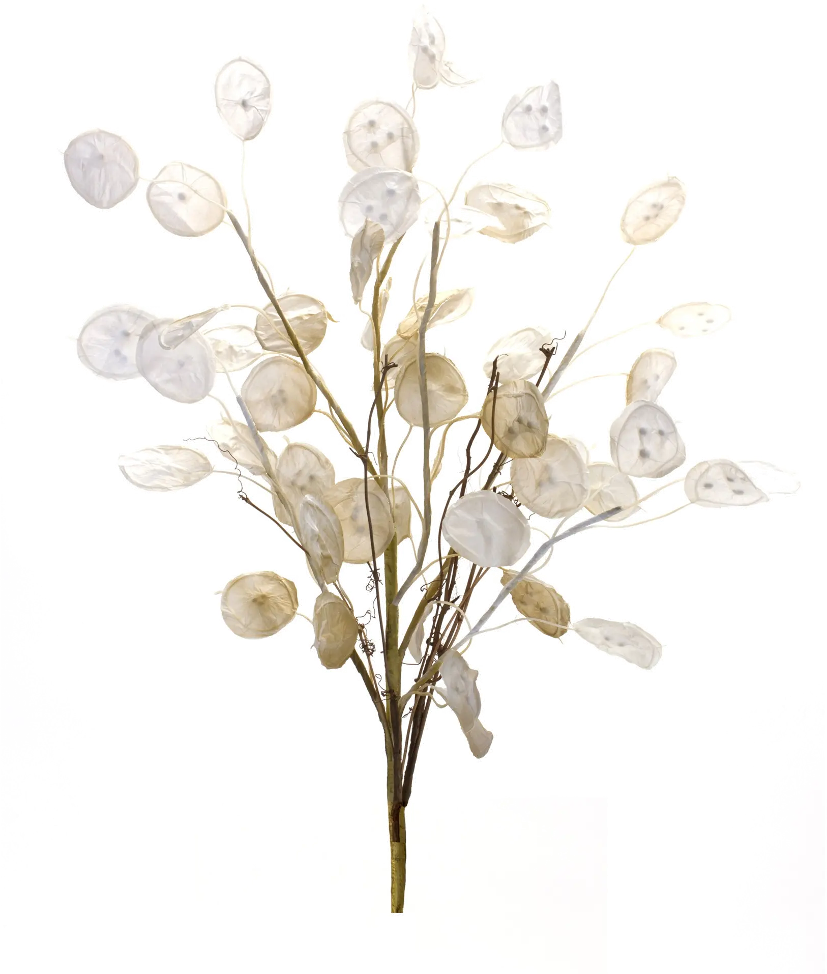 31.5  Silver Dollar Stem Spray-1