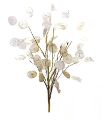 31.5  Silver Dollar Stem Spray